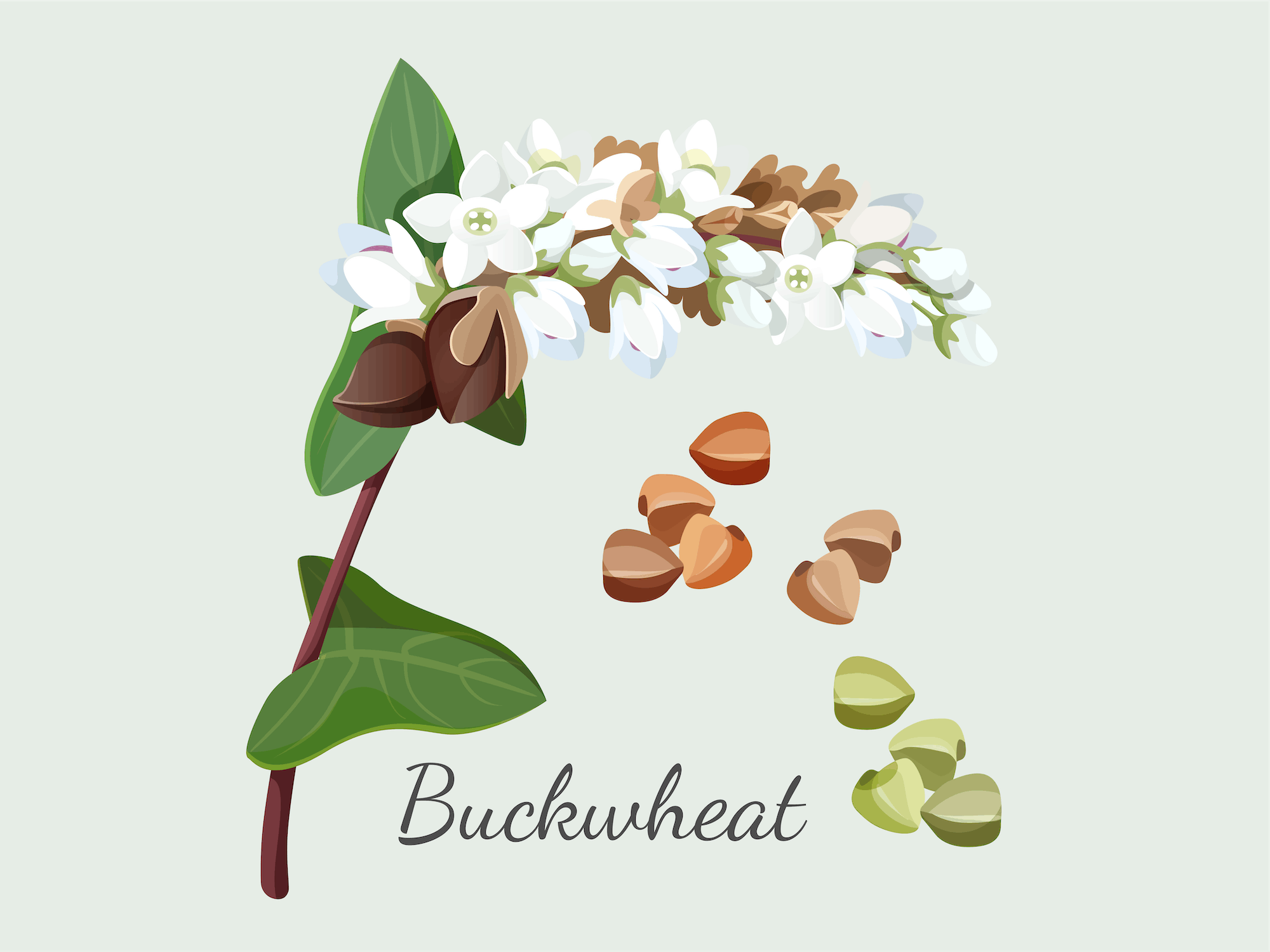 Buckwheat Festival - Preston County